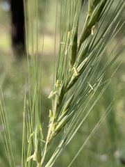 Elymus elymoides