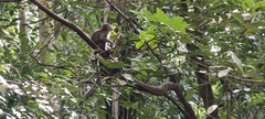 Macaca fascicularis