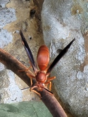 Polistes carolina