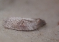 Acleris