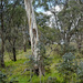 Eucalyptus rubida - Photo (c) Tony Rodd,  זכויות יוצרים חלקיות (CC BY-NC-SA)