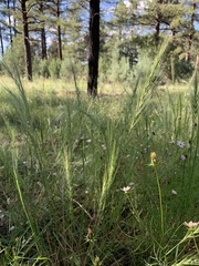 Elymus elymoides