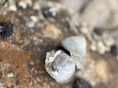Bembicium nanum