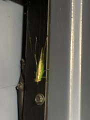 Conocephalus fasciatus