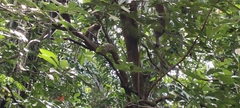 Macaca fascicularis