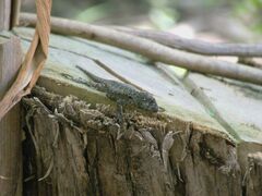 Sceloporus grammicus