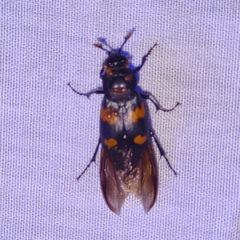 Nicrophorus orbicollis