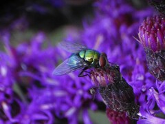 Lucilia coeruleiviridis