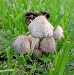 Coprinopsis variegata