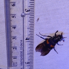Nicrophorus orbicollis
