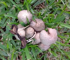 Coprinopsis variegata