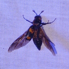 Nicrophorus orbicollis