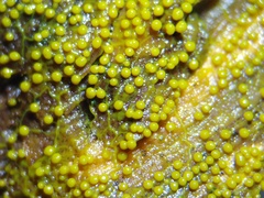Physarum flavicomum