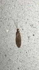 Micromus posticus