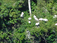 Platalea regia