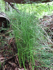 Equisetum scirpoides