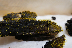 Physarum flavicomum