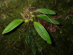 Bulbophyllum