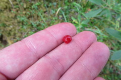 Shepherdia canadensis