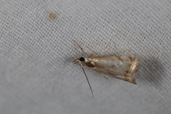 Microcrambus elegans