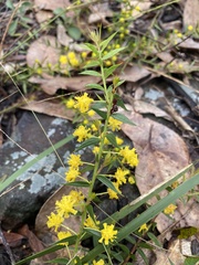 Acacia amblygona