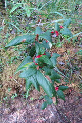 Shepherdia canadensis