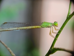 Ceriagrion coromandelianum