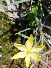 Sisyrinchium