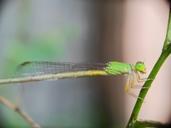Ceriagrion coromandelianum