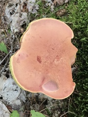 Boletaceae