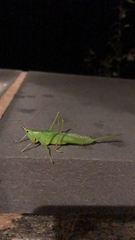 Copiphorini