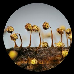 Physarum flavicomum