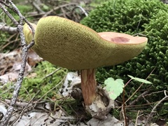 Boletaceae