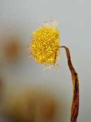 Physarum flavicomum