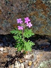Glandularia chiricahensis