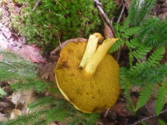 Retiboletus ornatipes