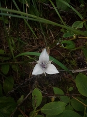Calochortus elegans