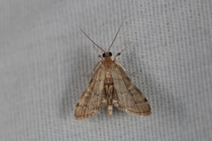 Anageshna primordialis