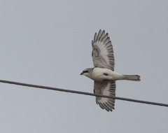 Lanius excubitor