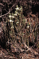 Epacris