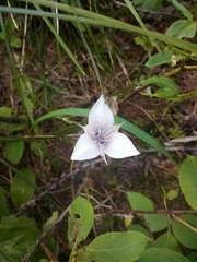 Calochortus elegans