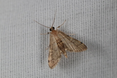 Anageshna primordialis