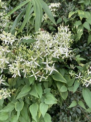Clematis terniflora