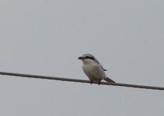 Lanius excubitor