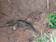 Caiman crocodilus fuscus