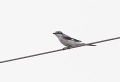 Lanius excubitor