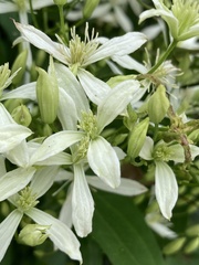 Clematis terniflora