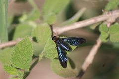 Cyananthrax cyanopterus