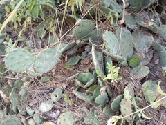 Opuntia cespitosa
