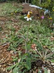 Bidens pilosa